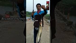 Wallago attu patan FishingBallo masemari Boal machali pakadna fishing shorts Fishing video [upl. by Atsirhc67]