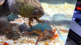 Bigheaded turtle VS CRAB LIVE FEEDING [upl. by Bainbrudge]