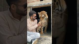 Episode 622 Angry tiger cub with mom 🐯❤️✌️ [upl. by Ruskin]