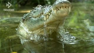 Crocodiles 4K Best of [upl. by Buote]