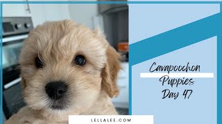 Day 47 in the Life of a Cavapoochon Puppy 🐶 [upl. by Bowra]