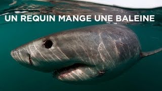 Un requin mange une baleine [upl. by Adym]