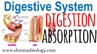 Digestion and absorption of food [upl. by Aehta]