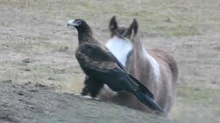 Wedge Tailed Eagle Meets Foal [upl. by Nickola]