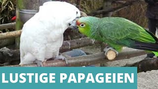 Lustige Papageien Compilation  Zum Totlachen [upl. by Isnyl]