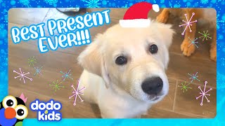 Golden Retriever Gets Best Present Ever A Baby Brother  Dodo Kids  Happy Holidays [upl. by Ytsirhk]