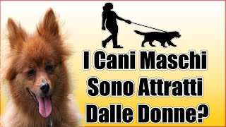 I Cani Maschi Sono Attratti Dalle Donne [upl. by Caryl56]