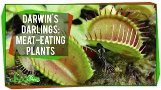 Darwins Darlings MeatEating Plants [upl. by Crooks555]