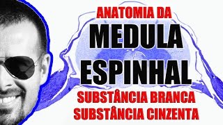 Anatomia da Medula Espinal Substância branca e cinzenta  Sistema Nervoso  VideoAula 091 [upl. by Gillman]