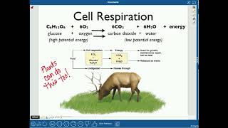 Biogeochemical Cycles [upl. by Tallou488]