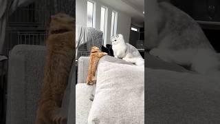 Cute Kitties Playing kitty kittypets kitties kittycat pets pet shortvideo short fyp [upl. by Eilsew]