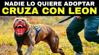 ¡INCREIBLE Este Perro es 100 Veces Más PELIGROSO que un Lobo [upl. by Milks391]