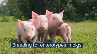 Host genetics influences the gut microbial community enterotypes in young pigs [upl. by Moguel]