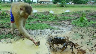 Farmer SokYaa Catching Crab In Dirty Water Alone Best Video [upl. by Yrffej]