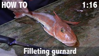 How to Fillet Gurnard [upl. by Ahsropal232]