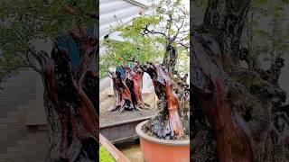 Beautiful Bonsai Works🌳🌲💥492shorts shortsvideo beautifulbonsai art khuebonsai🥰❤️ [upl. by Etnuaed]