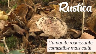 Champignon  lamanite rougissante [upl. by Lizbeth]