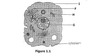 Biology paper 2 2016 Revision section A [upl. by Enileuqcaj]