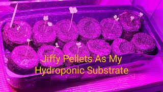 Using Jiffy Pellets As Growing Medium For Hydroponics and Soil [upl. by Thorman]