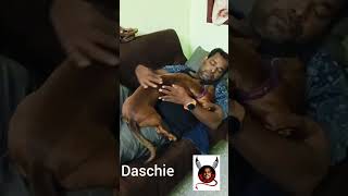 Daschund lover mrvinoth [upl. by Yecac532]