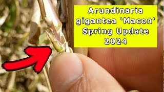 Arundinaria gigantea Macon  Spring Update 2024 [upl. by Stacy523]