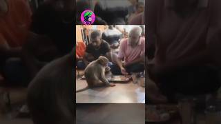 😱கடைசிவரை பாருங்க குரங்கின் செயல் animal monkey food viralshorts short shorts [upl. by Kimbra803]