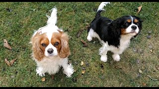 🥰 Barking growling puppy 🐶 Cavalier King Charles Spaniel [upl. by Mathi]