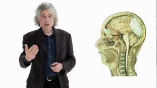 Steven Pinker Linguistics as a Window to Understanding the Brain  Big Think [upl. by Oninrutas]