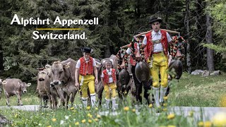 Alpine cattle drive Switzerland  Alpfahrt Appenzellerland Öberefahre [upl. by Llenrahs]