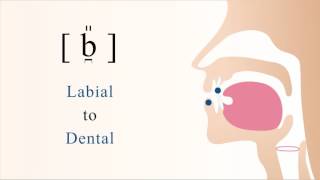 b̪̎  voiced labiodental tensed stop [upl. by Ajar]