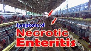 Necrotic Enteritis in Chickens NE Clostridium perfringens Poultry Diseases Symptoms [upl. by Annid]