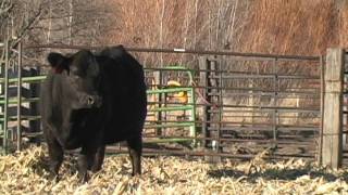 Benda Simmental Ranch [upl. by Neisa]