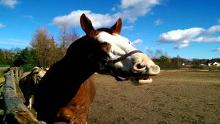 Horse Neigh Pferd Wiehern Rżenie konia SOUND EFFECTS [upl. by Elson]