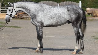 TOP EASY HORSECALI 2019 gelding by Calido ANSporthorses [upl. by Arzed327]