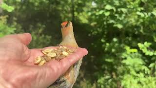 Handfeeding Birds in Slow Mo  Redbellied Woodpecker [upl. by Irrol]