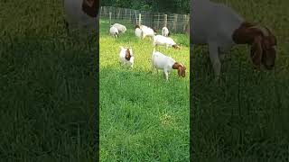 Boerssanen and dorper sheep grazing together at sinza farm [upl. by Edyak]