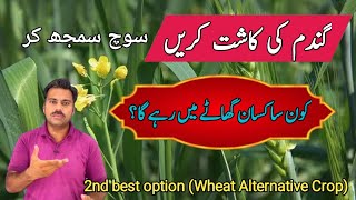 Wheat crop cultivation feasibility in comparison with mustard crop  Abid Ali Agrarian [upl. by Mcleod]