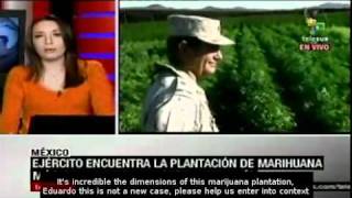 Biggest marijuana plantation in Mexico [upl. by Adnovaj287]