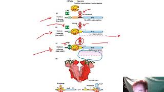 Transcriptional Control of Gene Expression Chapter 9 [upl. by Villada]