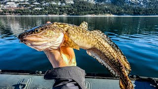 Columbia River Winter BURBOT Fishing Catch Clean Cook [upl. by Nanaek]