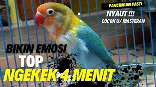 MASTERAN JAHAT LOVEBIRD NGEKEK TEMBUS 4 MENIT  COCOK UNTUK MASTERAN [upl. by Arutnev]