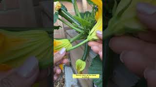 Hand pollinated squash and zucchini gardening [upl. by Alle]