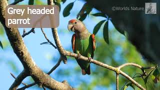 The Cape parrot Poicephalus robustus with african birdsounds in the background [upl. by Guenevere]