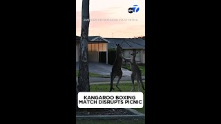 Kangaroo fight caught on video [upl. by Frohne910]