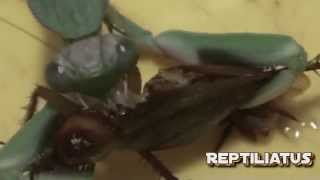 Giant praying mantis vs cockroach [upl. by Ez]