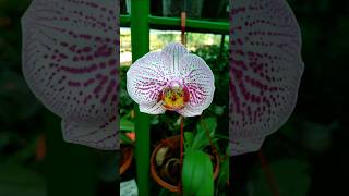 Moth Orchid garden orchid [upl. by Goode366]