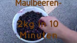 Maulbeeren 2kg in 10 Minuten ernten anbauen und vermehren vegane Rohkost [upl. by Charleton928]