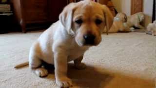 Yellow Labrador Retriever Puppies playing 6 weeks CUTE explosion BucABuc Farm [upl. by Nelaf]