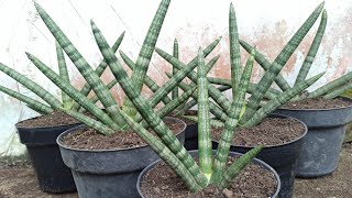 Propagating Snake Plant Cylindrica Boncel by Division [upl. by Gibbon]