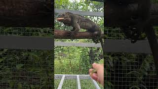 Bắt đầu thuần bé Rhino Iguana  iguana  reptiles  mypets [upl. by Eahs]